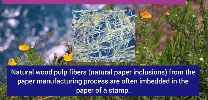 Observe Paper Imperfections: Small, natural paper imperfections on the back usually have no effect. Visible imperfections on the front may result in a minor deduction.